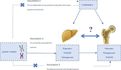 Causal association of NAFLD with osteoporosis, fracture and falling risk: a bidirectional Mendelian randomization study